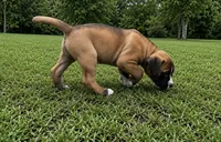 Mac, a male American Bully and Cane Corso for sale in Fredericksburg, VA – 1 of 5