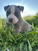 Stormy , a female American Bully for sale in Fredericksburg, VA – 1 of 5