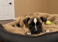 Roxi, a female American Bully and Cane Corso for sale in Fredericksburg, VA – 1 of 10