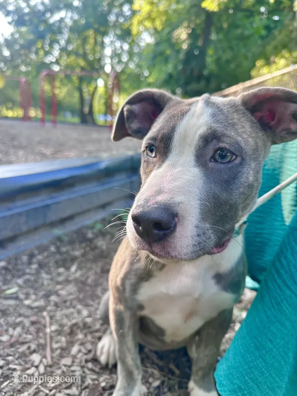 Stormi – American Bully, Cane Corso puppy for sale in Fredericksburg, VA
