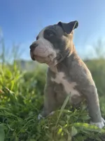 Stormy , a female American Bully for sale in Fredericksburg, VA – 4 of 5