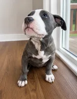 Bluey , a male American Bully and Cane Corso for sale in Fredericksburg, VA – 7 of 9