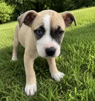 Loca, a female American Bully and Cane Corso for sale in Fredericksburg, VA – 1 of 6
