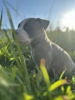 Bluey , a male American Bully and Cane Corso for sale in Fredericksburg, VA – 2 of 9