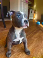 Dolly , a female American Bully and Cane Corso for sale in Fredericksburg, VA – 6 of 10