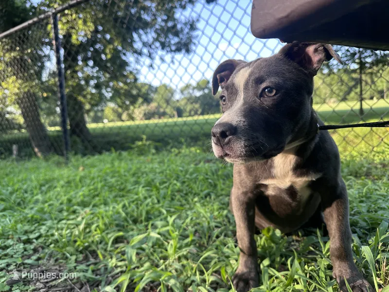 Dolly  – American Bully, Cane Corso puppy for sale in Fredericksburg, VA