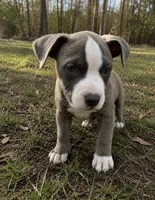 Stormy , a female American Bully and Cane Corso for sale in Fredericksburg, VA – 2 of 6