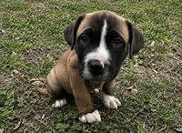 Mac, a male American Bully and Cane Corso for sale in Fredericksburg, VA – 2 of 5