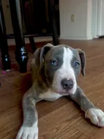Stormi, a female American Bully and Cane Corso for sale in Fredericksburg, VA – 1 of 6
