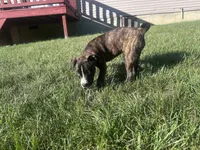 Rocky, a male American Bully and Cane Corso for sale in Fredericksburg, VA – 6 of 7
