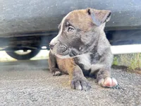 Rocky, a female American Bully and Cane Corso for sale in Fredericksburg, VA – 4 of 4