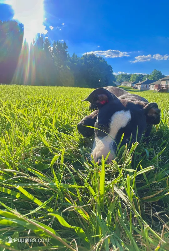 Oreo  – American Bully, Cane Corso puppy for sale in Fredericksburg, VA