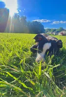 Oreo , a female American Bully and Cane Corso for sale in Fredericksburg, VA – 2 of 9