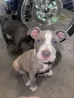 Storm, a male American Bully and Cane Corso for sale in Fredericksburg, VA – 4 of 7