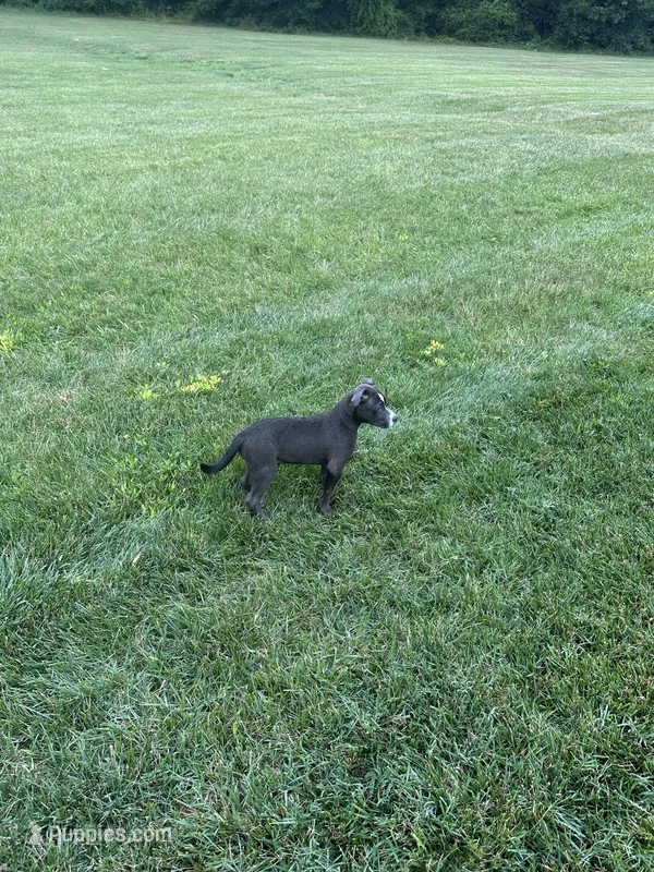 Dolly  – American Bully, Cane Corso puppy for sale in Fredericksburg, VA
