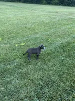 Dolly , a female American Bully and Cane Corso for sale in Fredericksburg, VA – 4 of 10