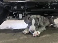 Stormi, a male American Bully and Cane Corso for sale in Fredericksburg, VA – 10 of 10