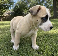 Loca, a female American Bully and Cane Corso for sale in Fredericksburg, VA – 4 of 6
