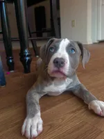 Stormy , a female American Bully and Cane Corso for sale in Fredericksburg, VA – 4 of 6