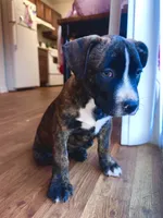 Pick your baby , a male American Bully and Cane Corso for sale in Fredericksburg, VA – 5 of 8