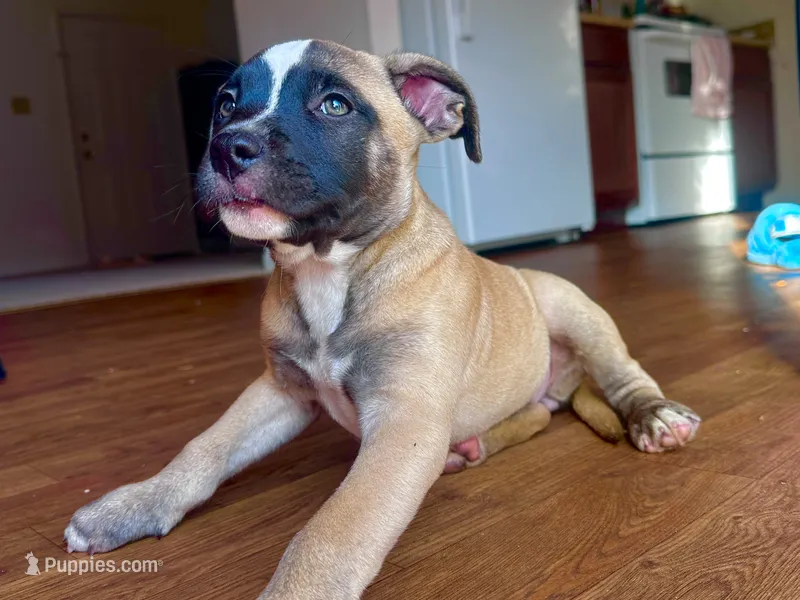 Roxi – American Bully, Cane Corso puppy for sale in Fredericksburg, VA
