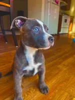 Dolly , a female American Bully and Cane Corso for sale in Fredericksburg, VA – 7 of 10