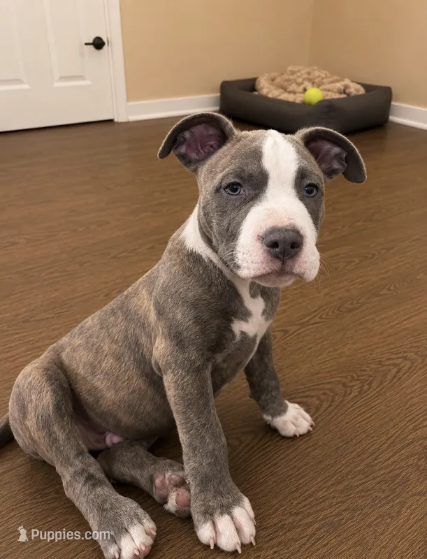 Bluey  – American Bully, Cane Corso puppy for sale in Fredericksburg, VA
