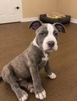 Bluey , a male American Bully and Cane Corso for sale in Fredericksburg, VA – 2 of 7