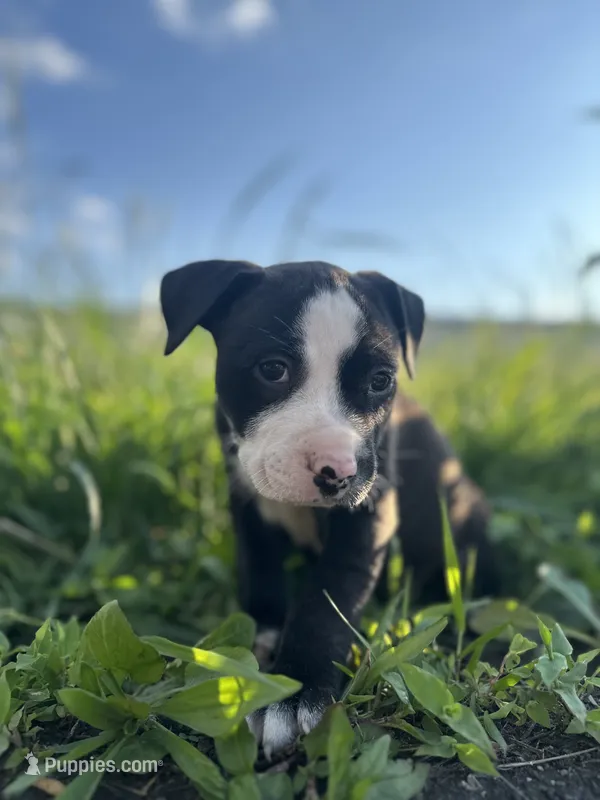 Bubba  – American Bully puppy for sale in Fredericksburg, VA