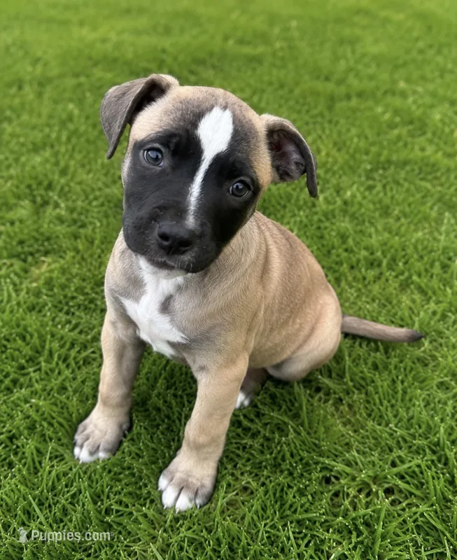 Roxi – American Bully puppy for sale in Fredericksburg, VA