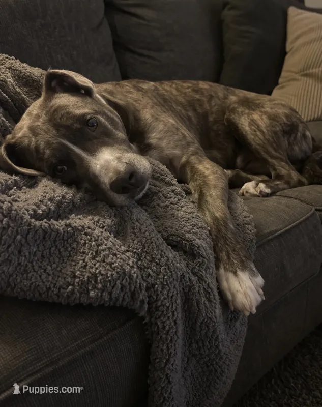Bear  – Cane Corso puppy for sale in Fredericksburg, VA
