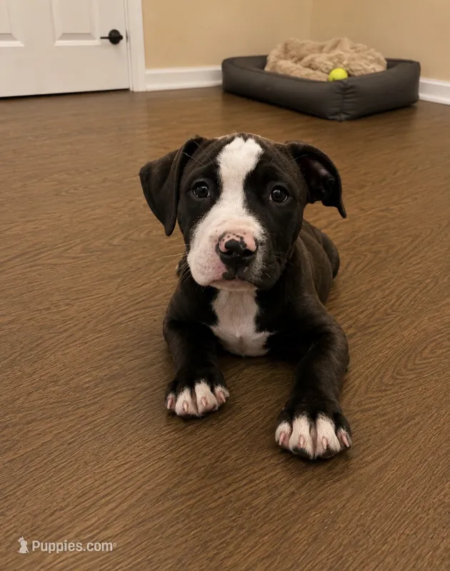 Bubba  – American Bully, Cane Corso puppy for sale in Fredericksburg, VA