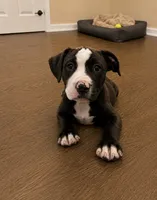 Bubba , a male American Bully and Cane Corso for sale in Fredericksburg, VA – 1 of 4