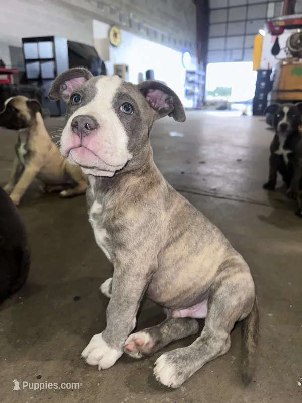 Storm – American Bully, Cane Corso puppy for sale in Fredericksburg, VA