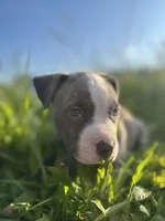 Stormy , a female American Bully for sale in Fredericksburg, VA – 5 of 5