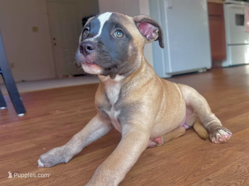 Roxi – American Bully, Cane Corso puppy for sale in Fredericksburg, VA