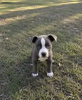 Peachy , a female American Bully and Cane Corso for sale in Fredericksburg, VA – 2 of 2