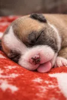 Bully , a female American Bully for sale in Fredericksburg, VA – Photo 3 of 3