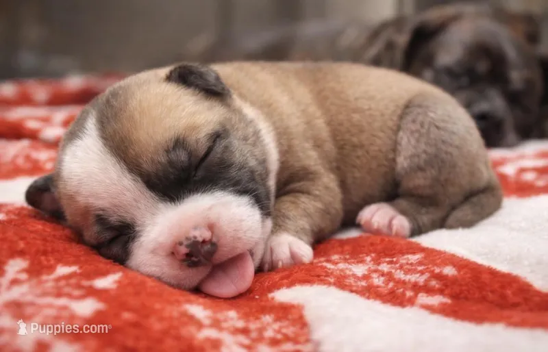 Bully  – American Bully puppy for sale in Fredericksburg, VA