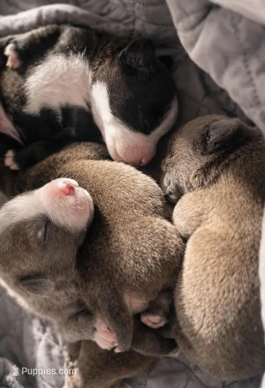 Bully  – American Bully puppy for sale in Fredericksburg, VA