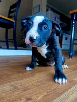 Pick your baby , a male American Bully and Cane Corso for sale in Fredericksburg, VA – 8 of 8