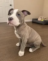 Bluey , a male American Bully and Cane Corso for sale in Fredericksburg, VA – 3 of 7