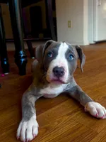 Stormi, a female American Bully and Cane Corso for sale in Fredericksburg, VA – 3 of 6