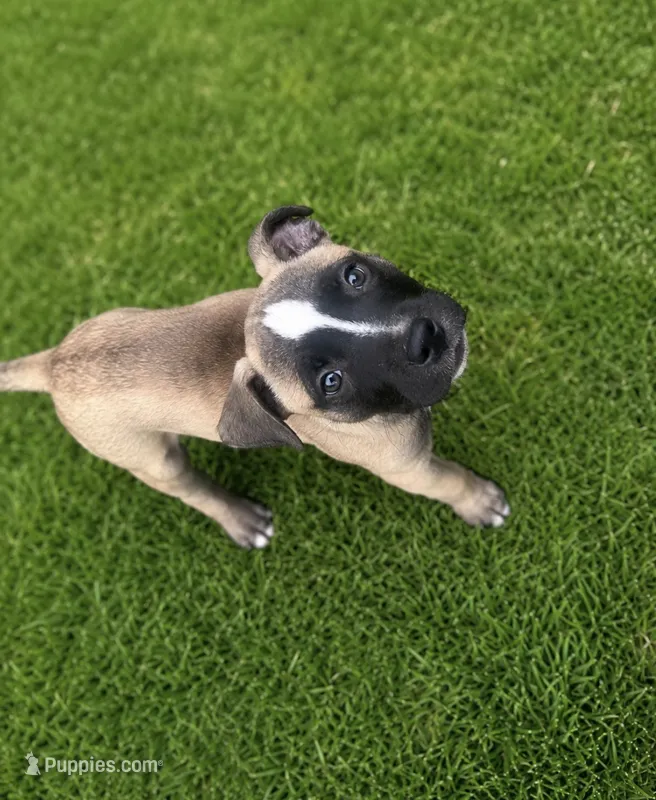 Roxi – American Bully, Cane Corso puppy for sale in Fredericksburg, VA