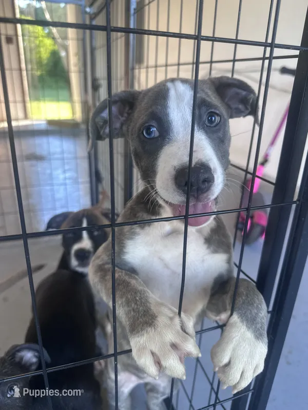 Stormi – American Bully, Cane Corso puppy for sale in Fredericksburg, VA