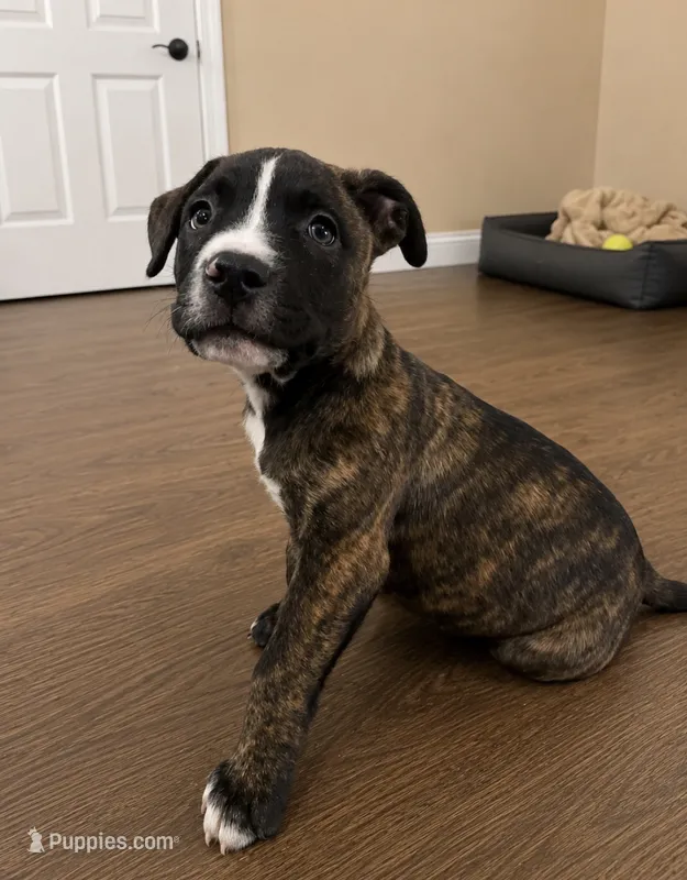 Rocky – American Bully, Cane Corso puppy for sale in Fredericksburg, VA