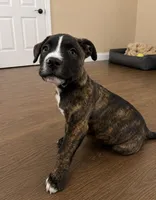 Rocky, a female American Bully and Cane Corso for sale in Fredericksburg, VA – 1 of 6