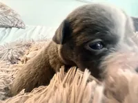 Storm, a female American Bully for sale in Fredericksburg, VA – Photo 3 of 9