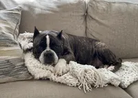 Storm, a female American Bully for sale in Fredericksburg, VA – Photo 9 of 9