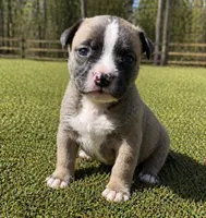 Loca, a female American Bully for sale in Fredericksburg, VA – Photo 4 of 6